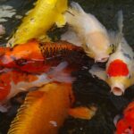 「魂は歳をとらない」錦鯉・長谷川雅紀が大号泣した名言